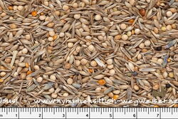 Wie in der Prärie: Sittichfutter bei Birdsandmore