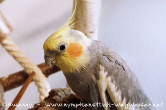 Nymphensittich beim Targettraining