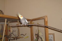 Joe lässt sich mit dem Stöckchen in die Voliere tragen