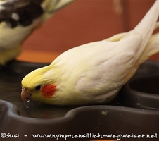 Wasser trinke ich am liebsten