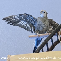 Weißkopf wildfarben geperlter Hahn, mit noch vollständig geperlten Flügelunterseiten