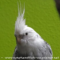 Kopf eines wildfarbenen Weißkopfschecken