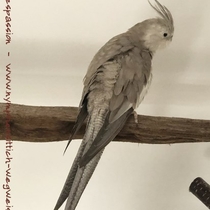 Weißkopf - Zimthenne - Rücken