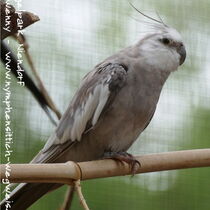 Gesamtansicht eines weißkopfzimtfarbenen Kopffleckscheckenmännchens