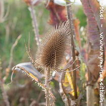 Wilde Karde