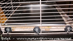 Badeschale in der Voliere - von außen