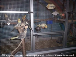 Cooper und Tiffy mit Lilli auf der Aufstiegshilfe vor Sunday City