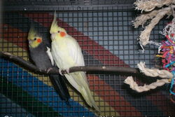 Jacob und Elisabeth chillen