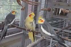 Knut, Peaches und Charlie (von links)