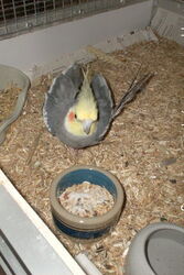 Lindbergh in Sunday City