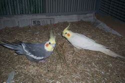 Lindbergh und Pinky im Sun-Palace