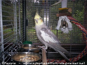 Mambo in der Villa Sunrise