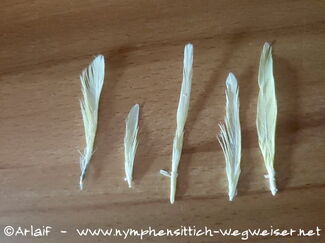 typische Federn eines Nymphensittichs der mit PBFD infiziert ist