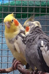 Peaches und Charlie