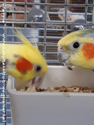 Piku und Cuddles im Nov. 2020