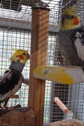 Piku und Cuddles schaukeln