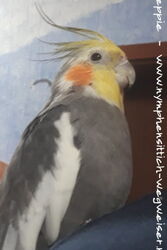 Victor im November 2019