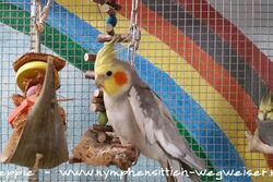 Xaver an der Palmblattschaukel