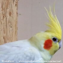 Kopf eines Falbenmännchens