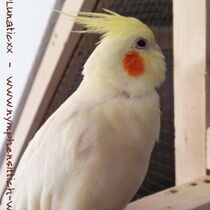 Gesamtansicht eines Falben