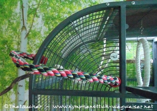 Absteighilfe so dass die Vögel zur Klappe hinunter klettern können