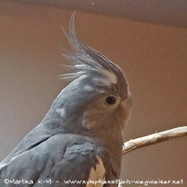 Weißkopf Kopffleckschecken Henne - Kopf mit deutlich sichtbarem Kopffleck