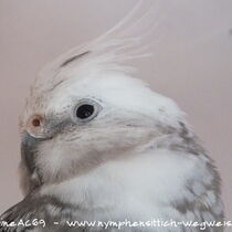 Weißkopf Perlschecke - Kopf