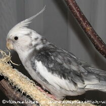 Weißkopfschecke wildfarben im Ganzen