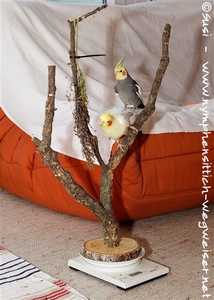 Die Hirse wird erobert