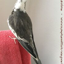 Weißkopfschecke wildfarben - Rücken