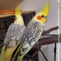 Wildfarbener (rechts) und zimtfarbener Perlschecke (links) nebeneinander