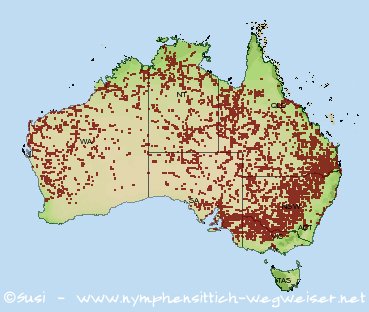 Verbreitungsgebiet freilebender Nymphensittichpopulationen in Australien