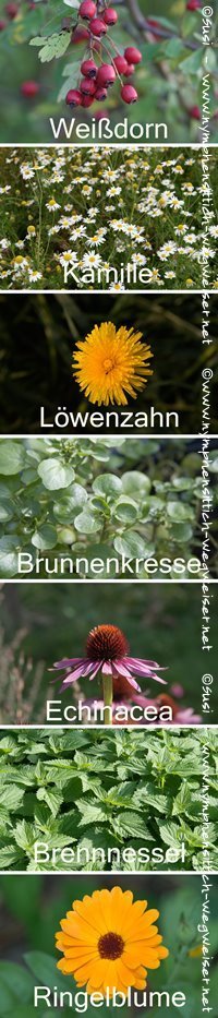Heilpflanzenbanner Heilpflanzenbanner