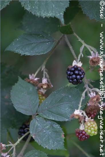 Brombeeren